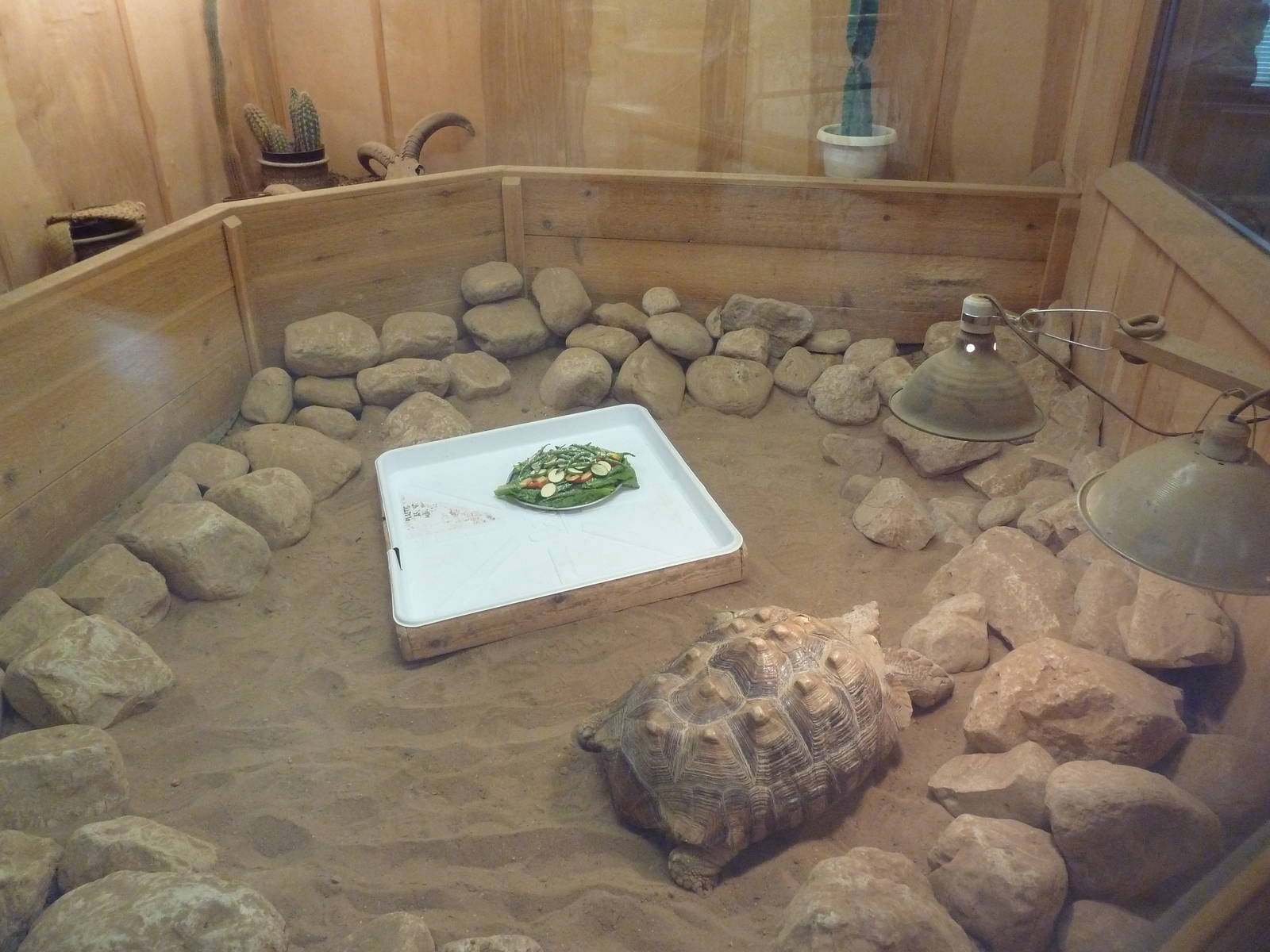 Reptile House - African Spurred Tortoise Exhibit