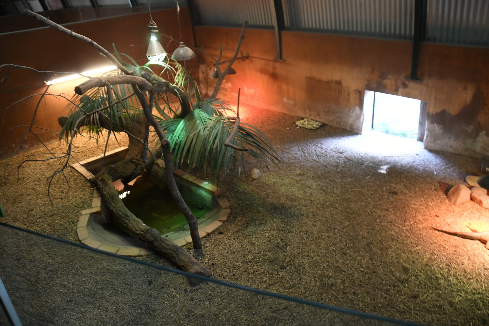 Reptile House (African Spurred Tortoises, Green Iguanas)