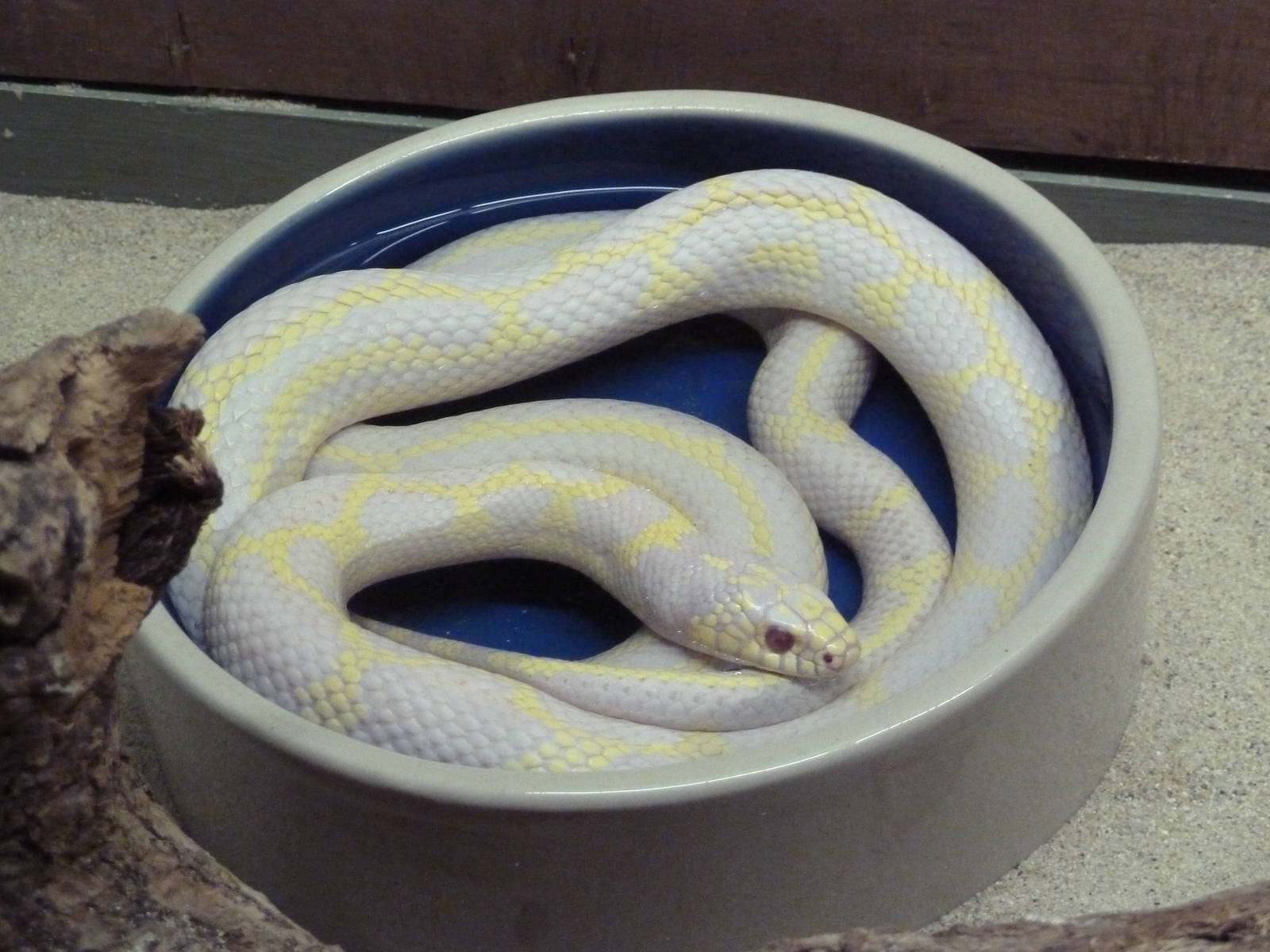 Reptile House - Albino California Kingsnake