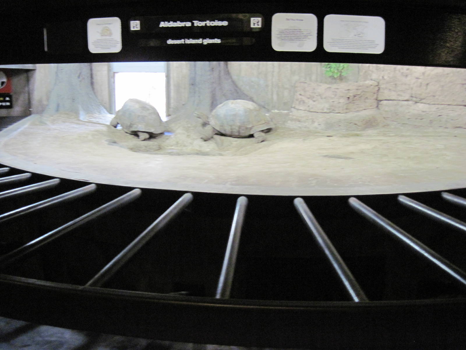 Reptile House-Aldabra Giant Tortoise Exhibit