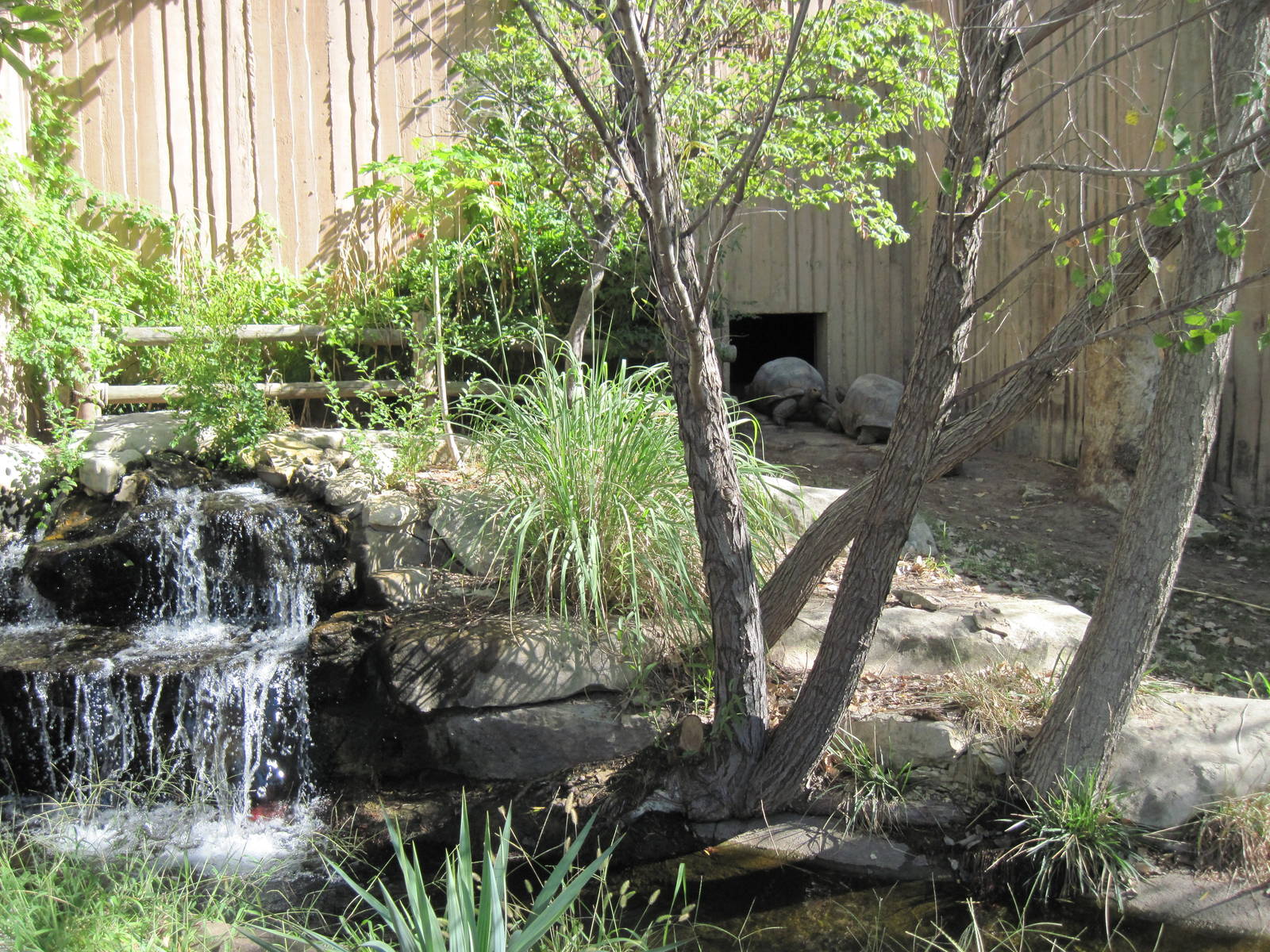 Reptile House-Aldabra Giant Tortoise Exhibit