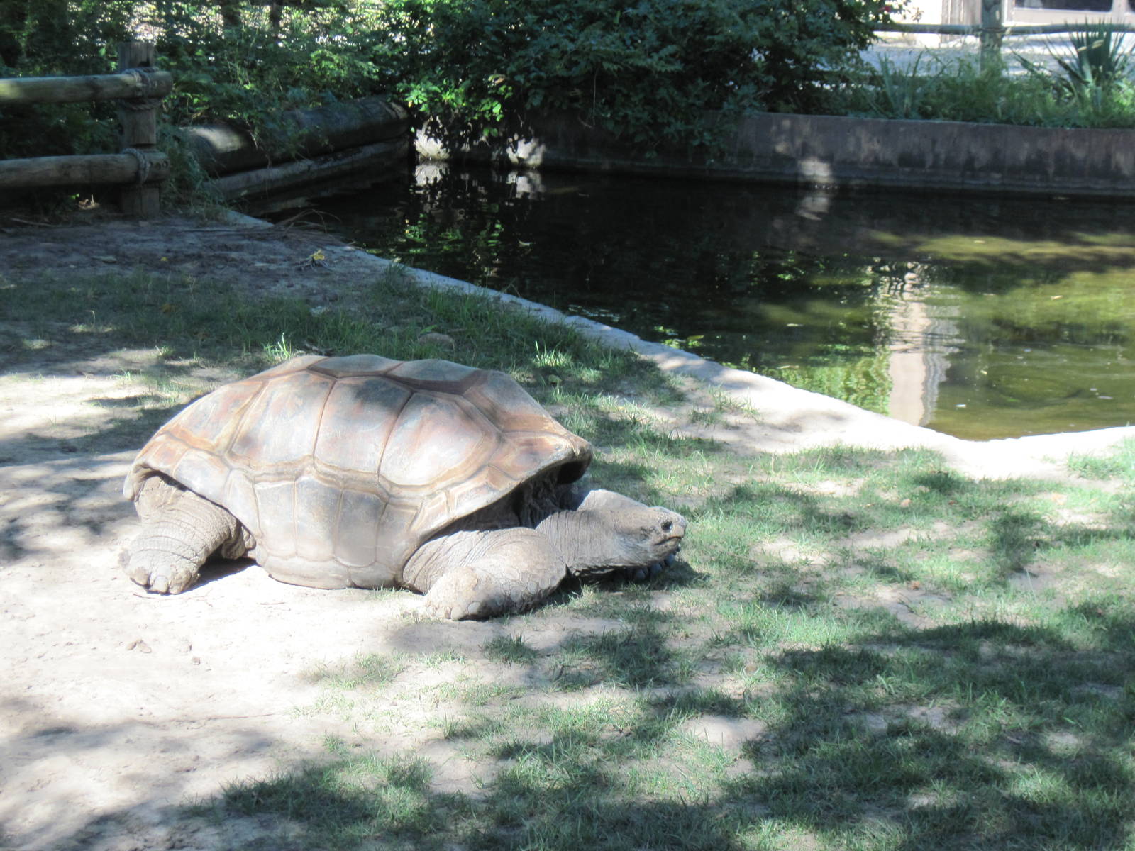 Reptile House-Aldabra Giant Tortoise