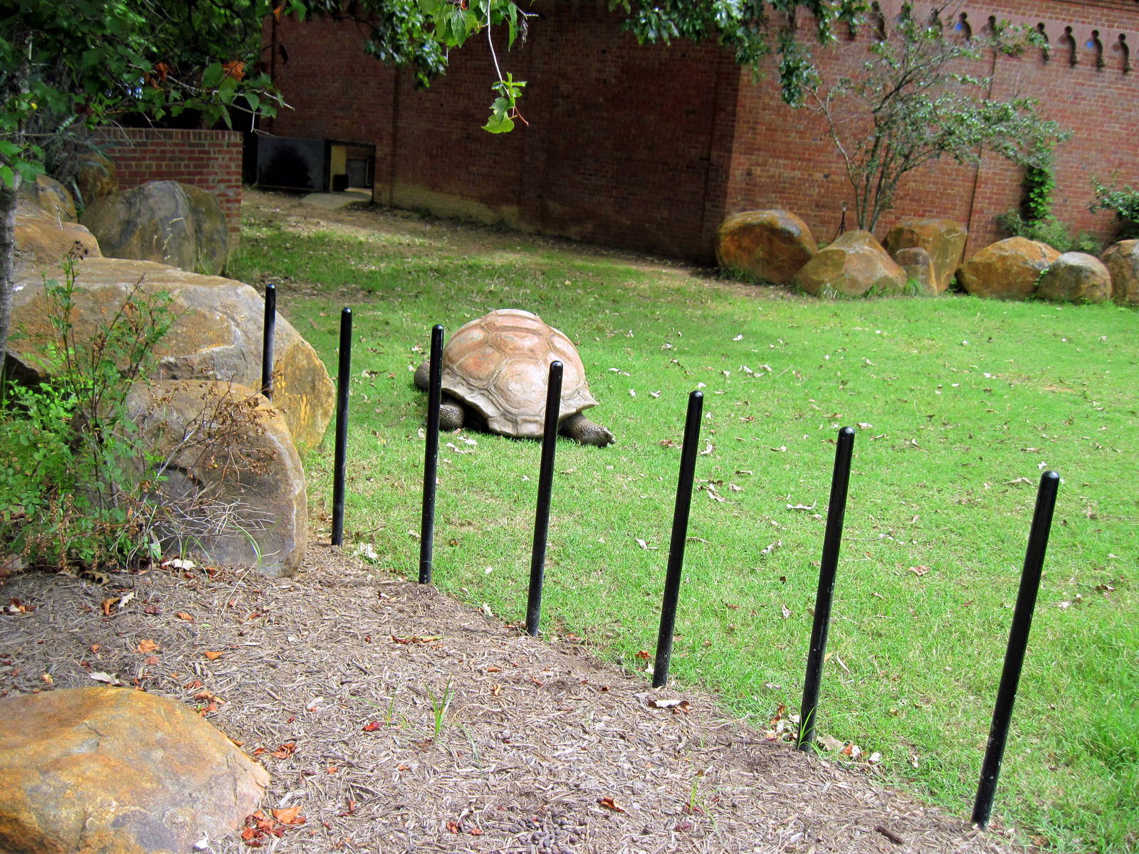 Reptile House-Aldabra Giant Tortoise