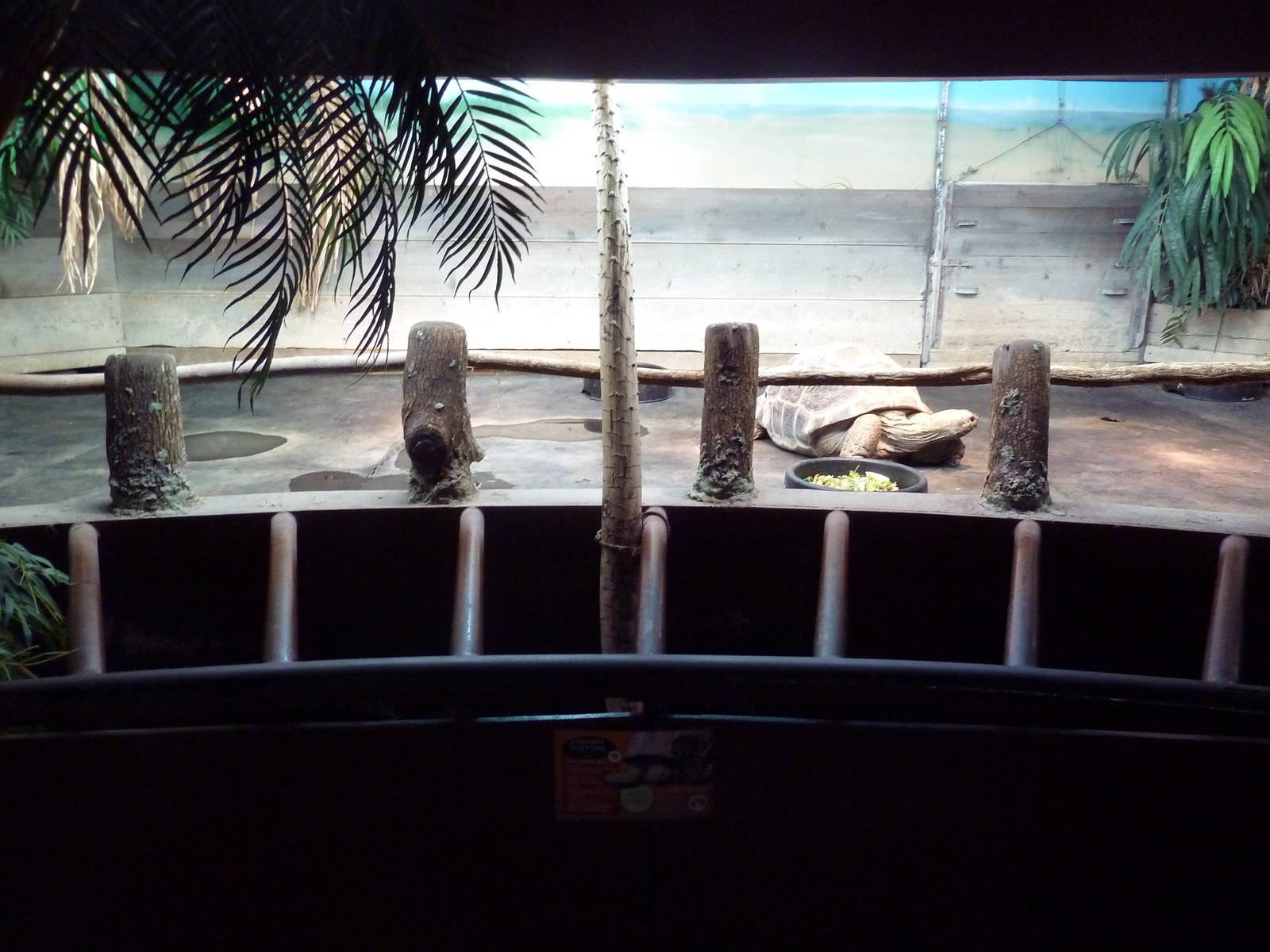 Reptile House - Aldabra Tortoise Indoor Exhibit