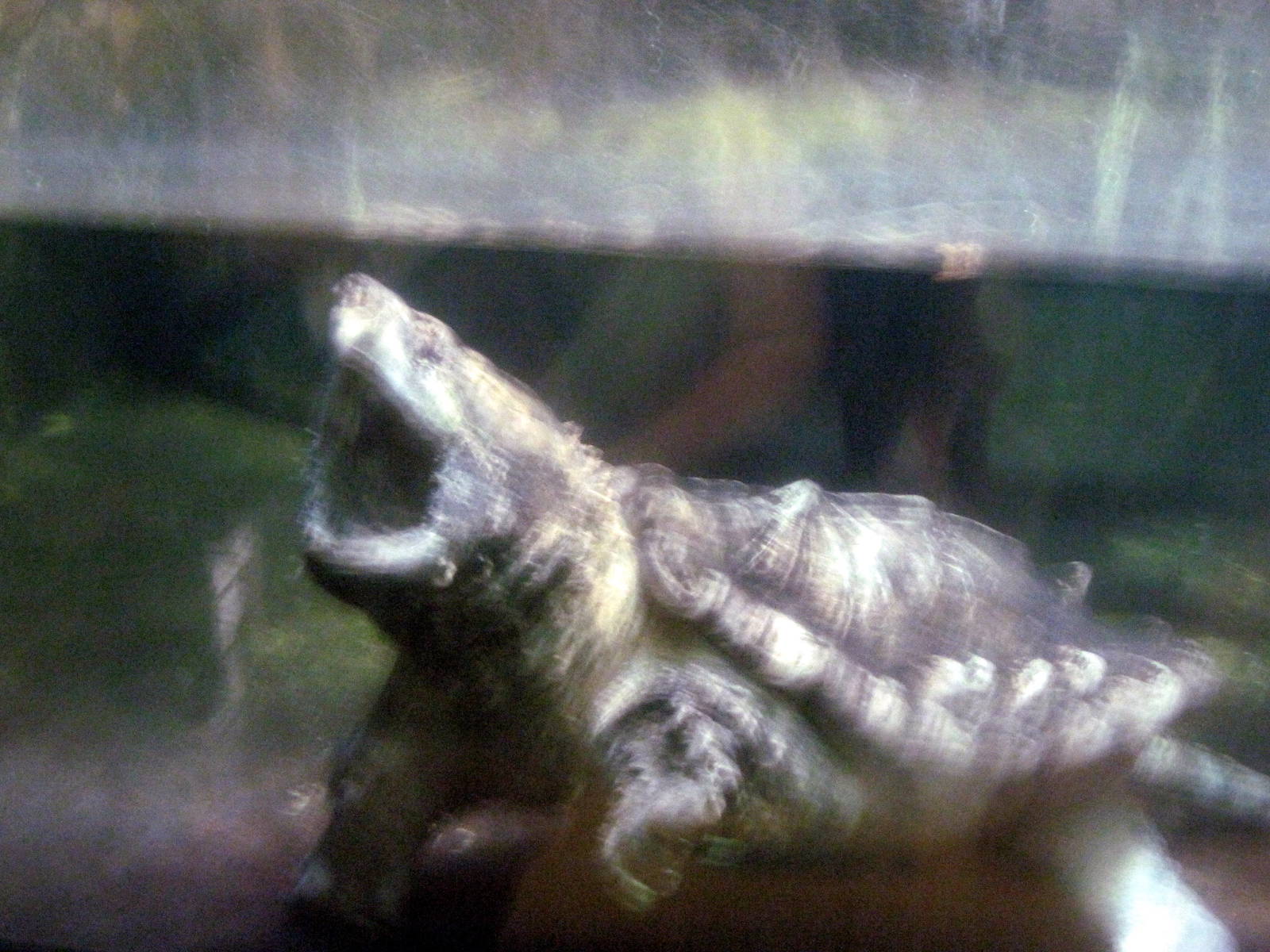 Reptile House-Alligator Snapping Turtle