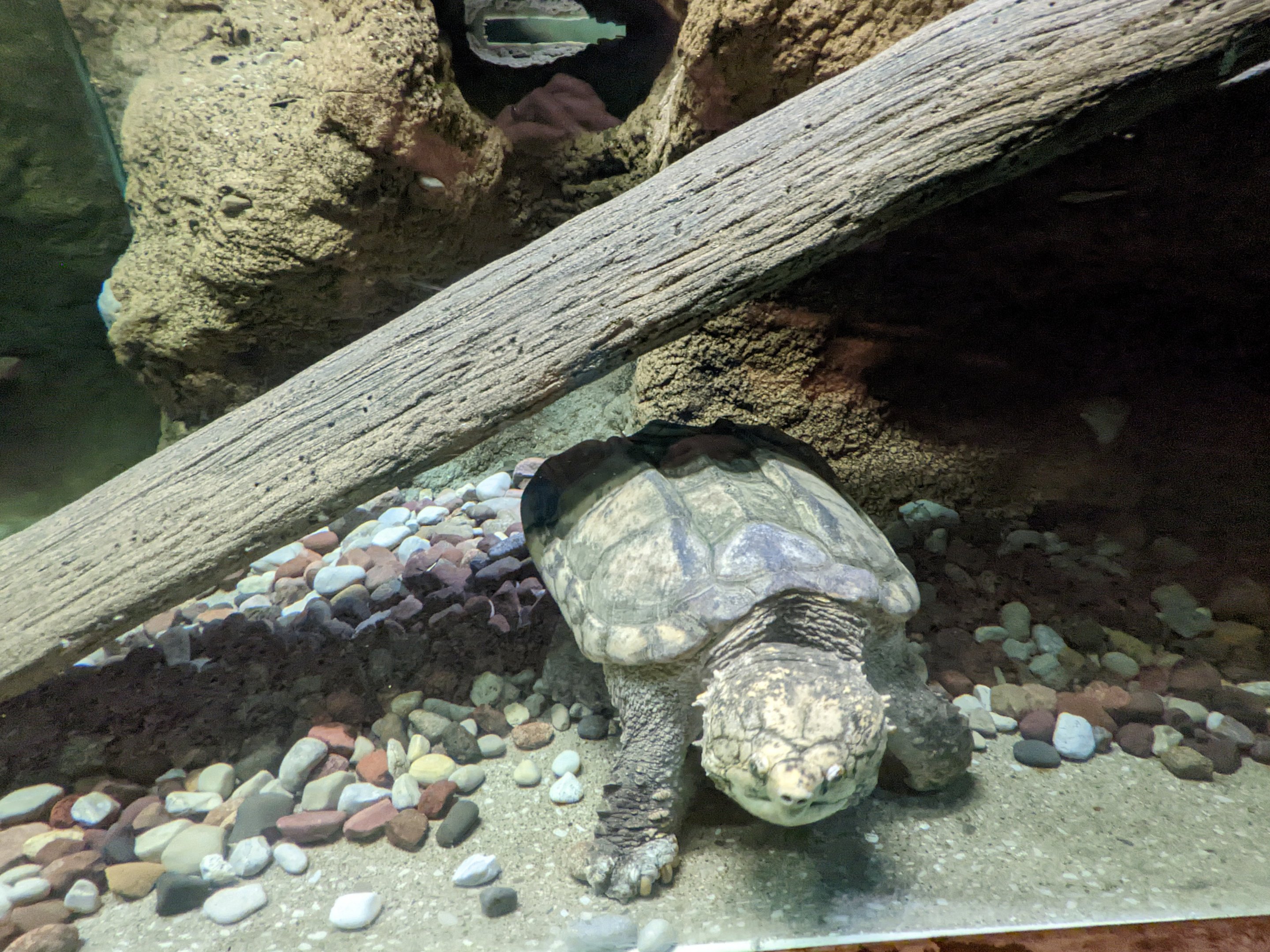 Reptile House - Alligator snapping turtle