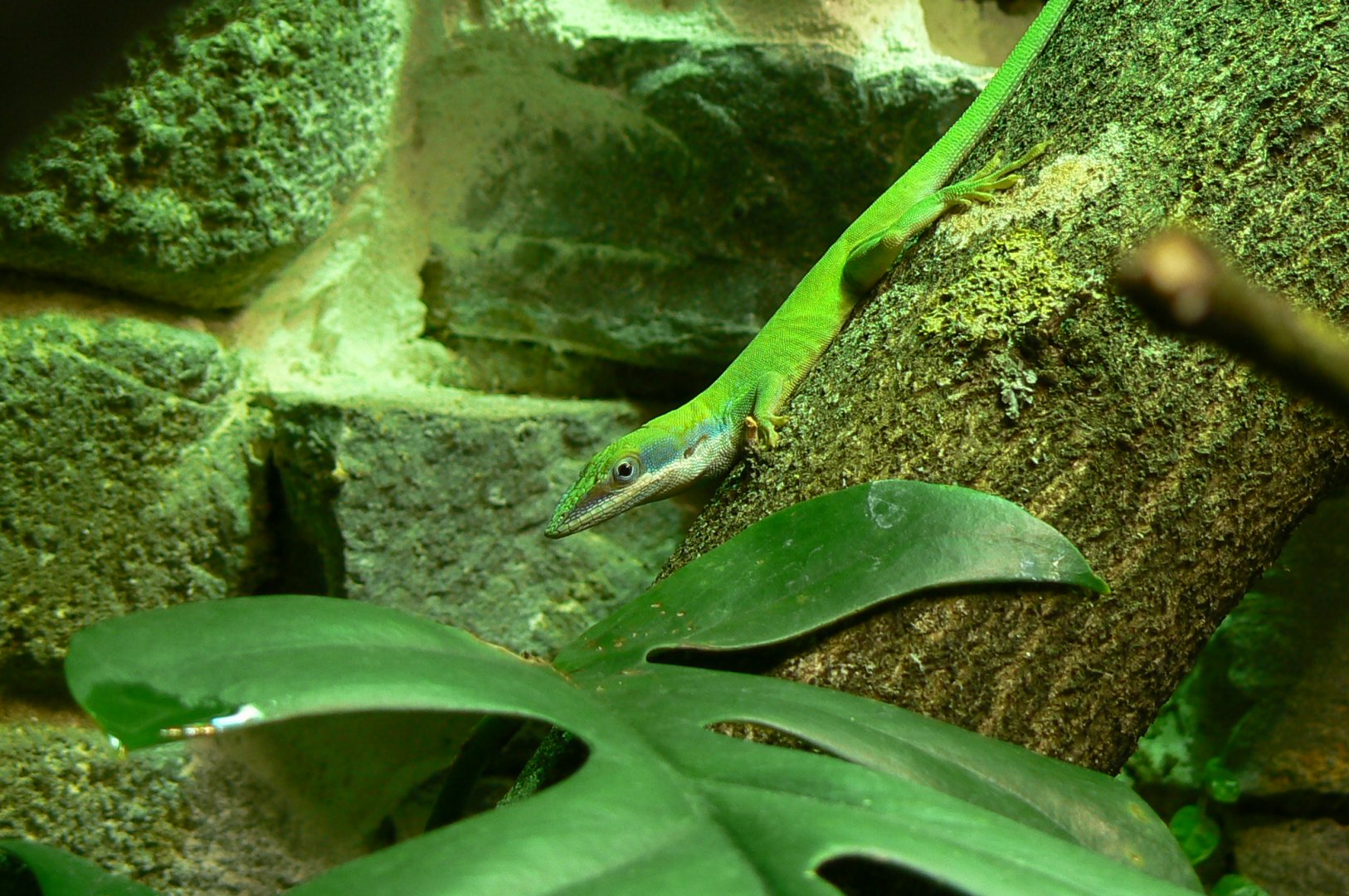 Reptile house - Allison's anole