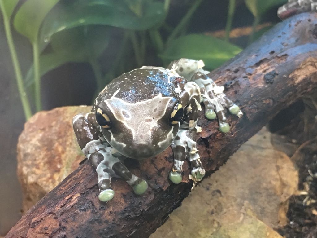 Reptile House - Amazon milk frog 280118