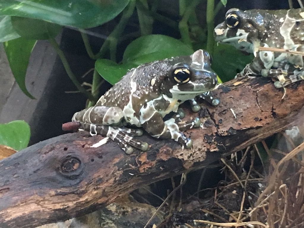 Reptile House - Amazon milk frog 280118