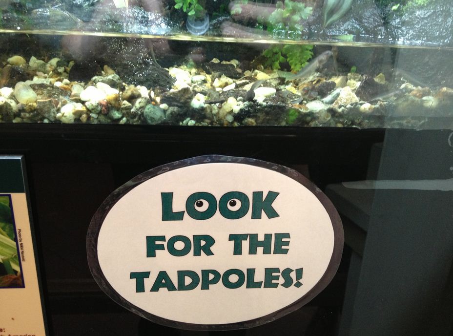 Reptile House-Amazon Milk Frog Tadpole Sign
