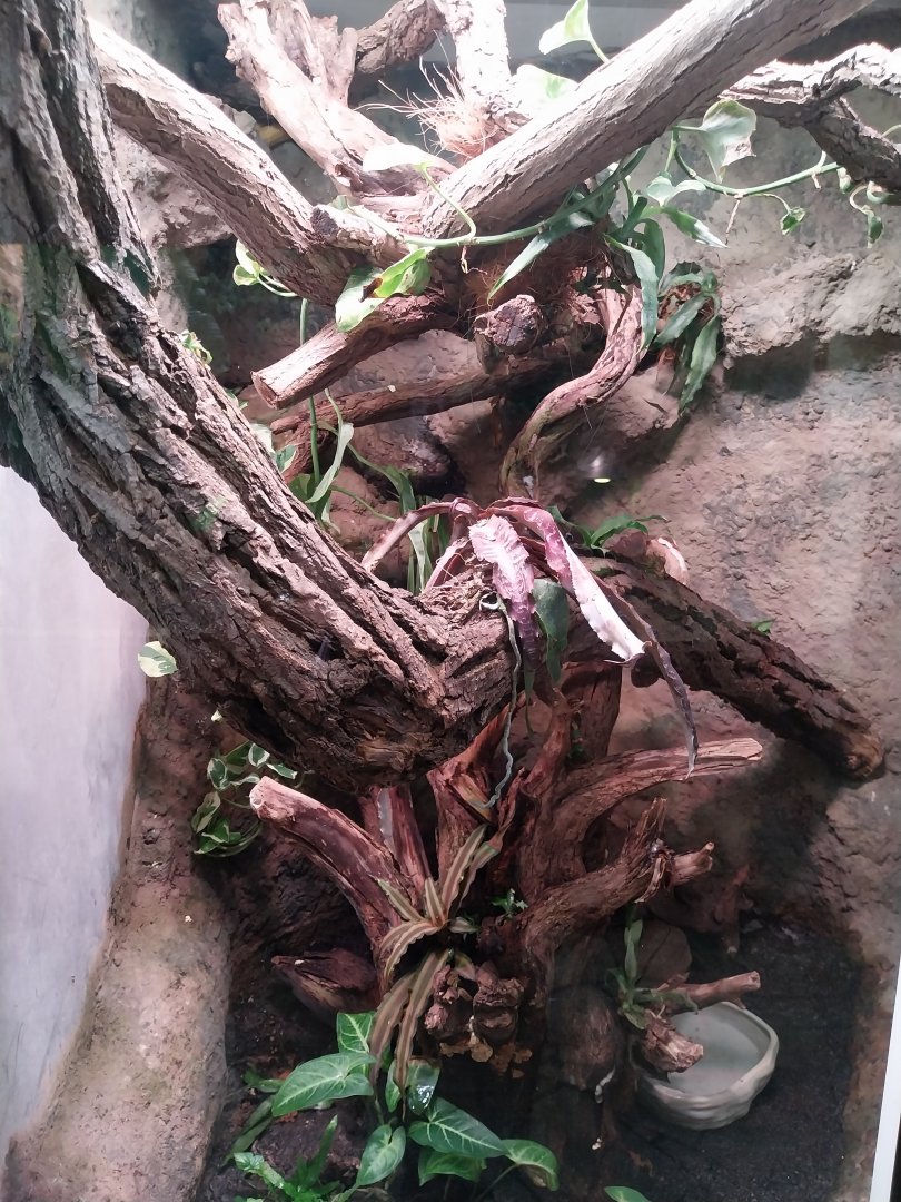 Reptile house - Amazon Tree Boa (Corallus hortulana) exhibit