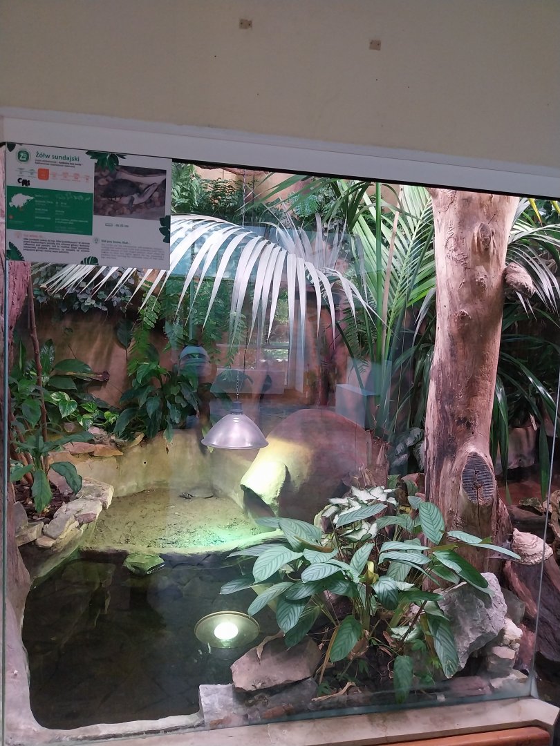 Reptile house - Ambonese Box Turtle (Cuora ambonensis) exhibit