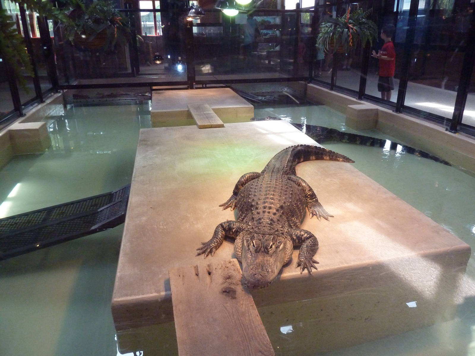 Reptile House - American Alligator Exhibit
