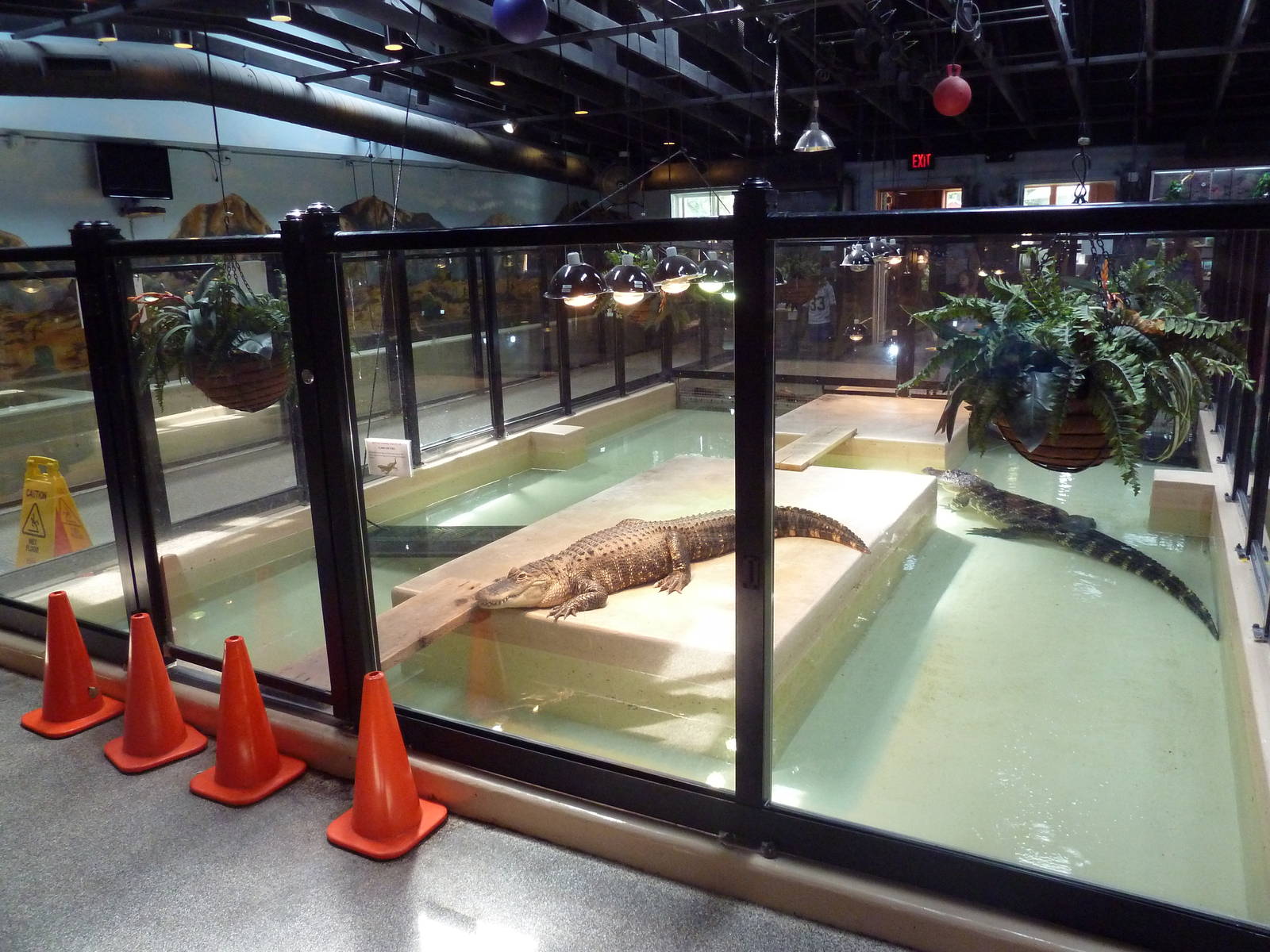 Reptile House - American Alligator Exhibit