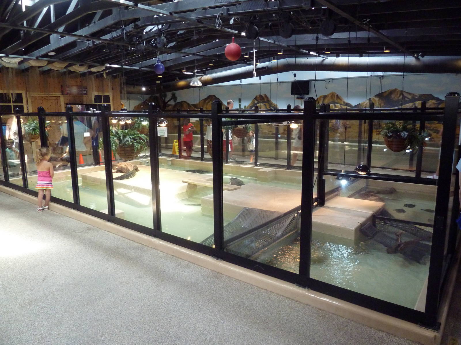 Reptile House - American Alligator Exhibit