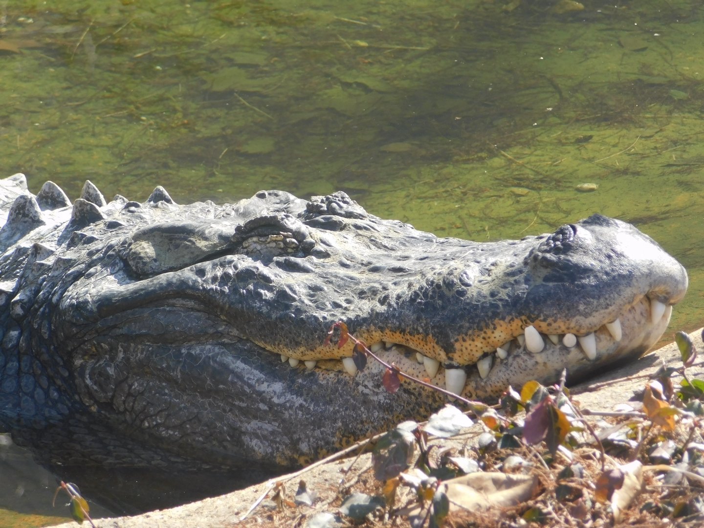Reptile House- American Alligator- February 2022