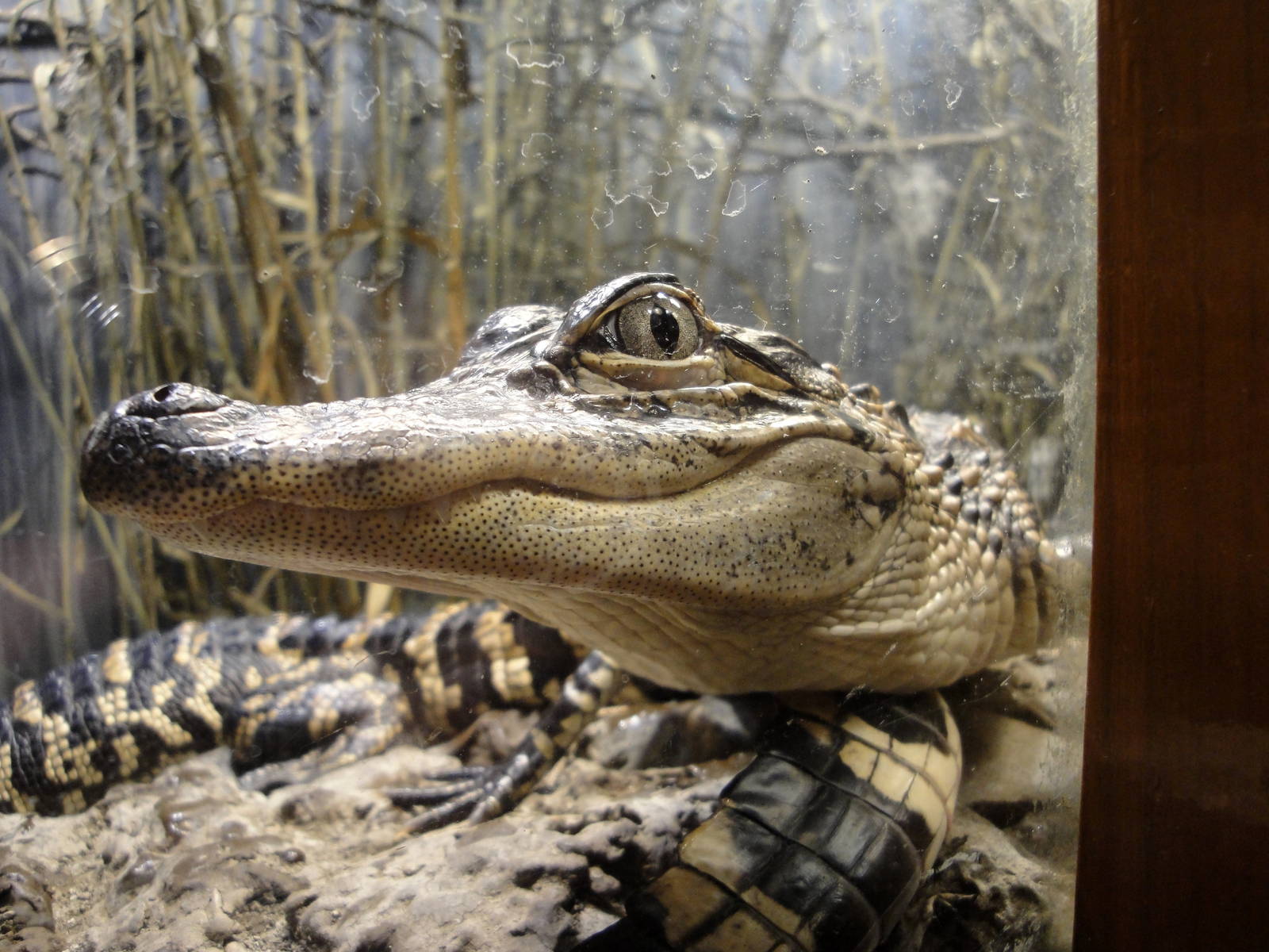 Reptile House - American Alligator