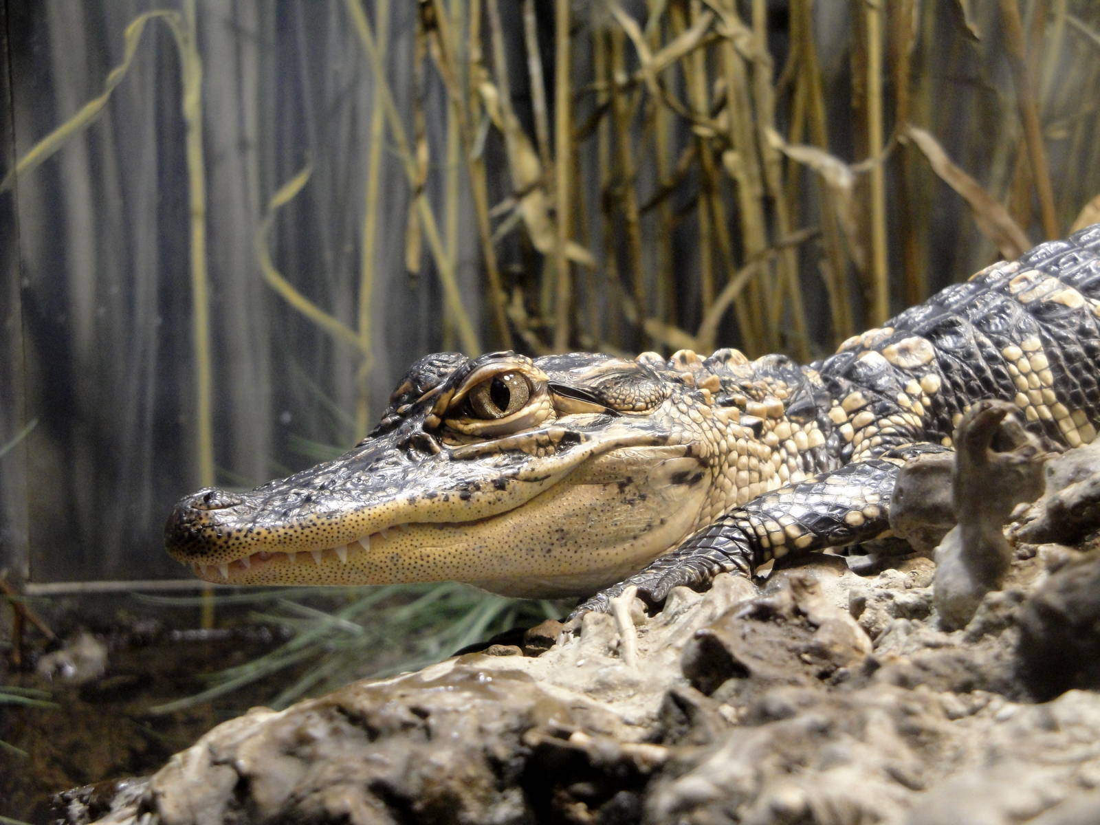 Reptile House - American Alligator