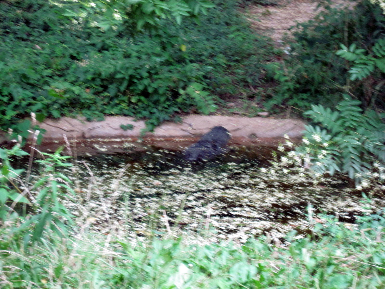 Reptile House-American Alligator