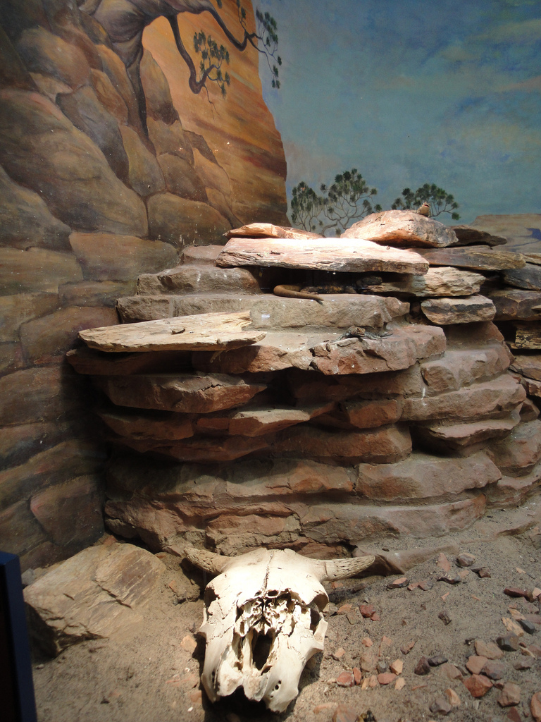 Reptile House - American Southwest Exhibit