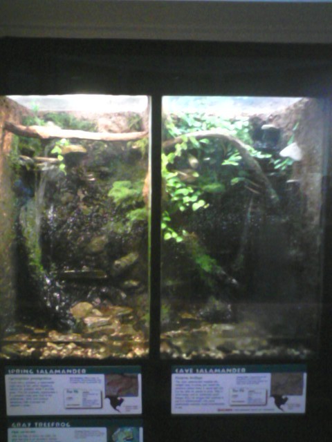 Reptile House- Amphibian exhibits