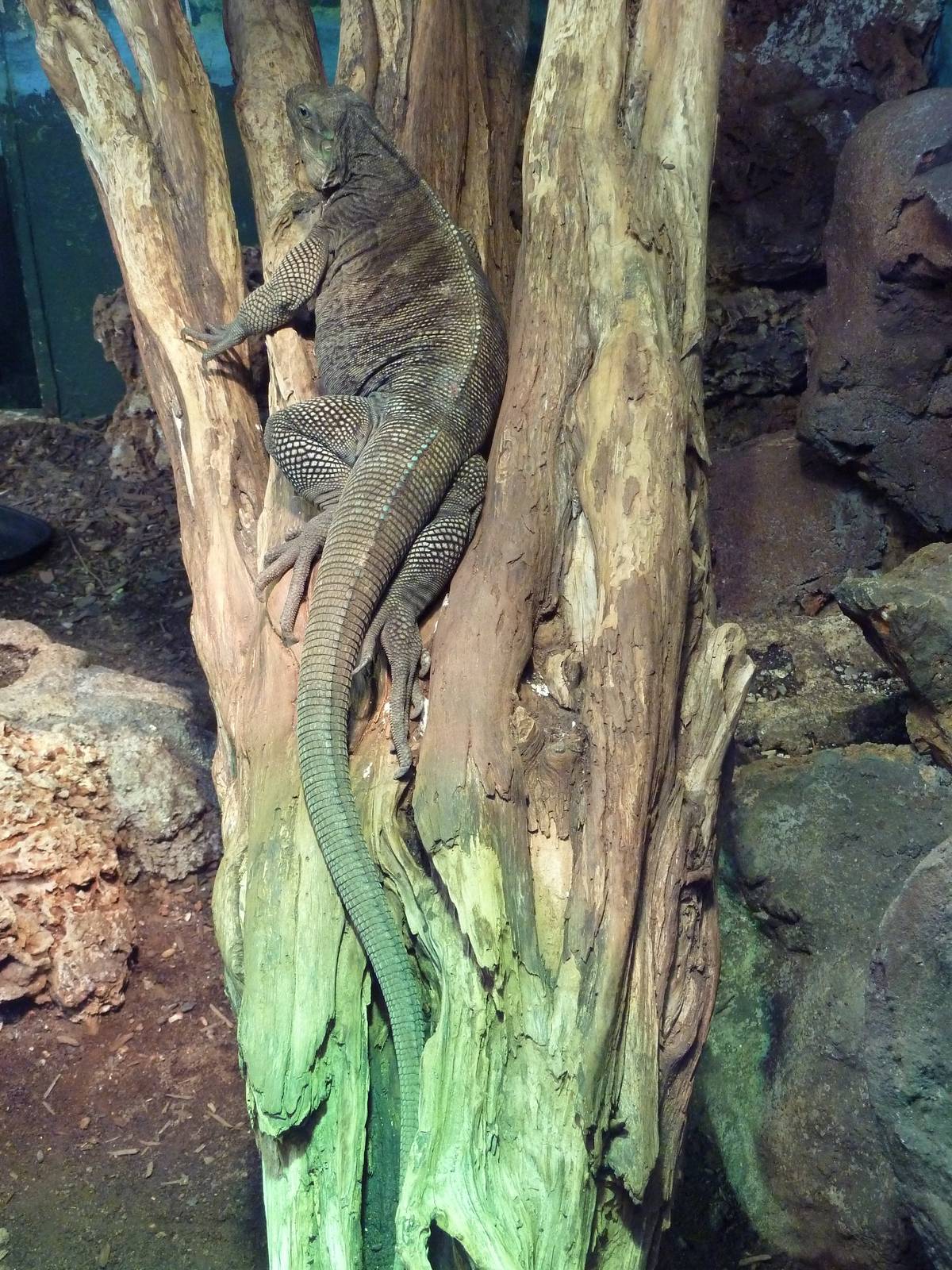 Reptile House - Anegada Island Iguana