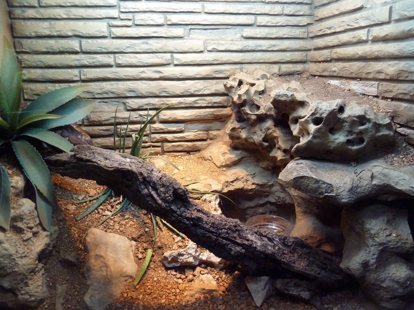 Reptile House - Angolan Dwarf Python Exhibit