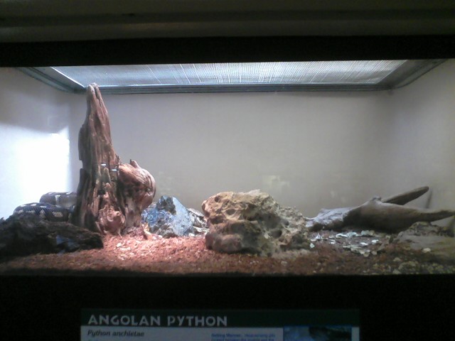 Reptile House- Angolan Python exhibit
