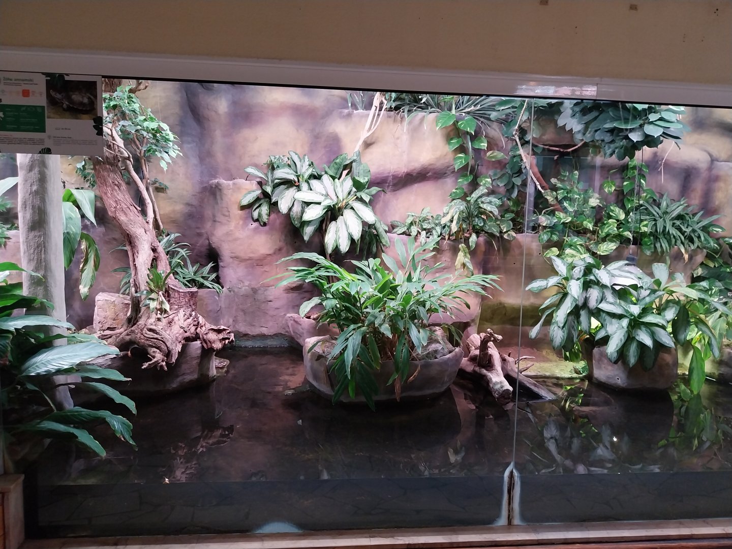 Reptile house - Annam Leaf Turtle (Mauremys annamensis) exhibit