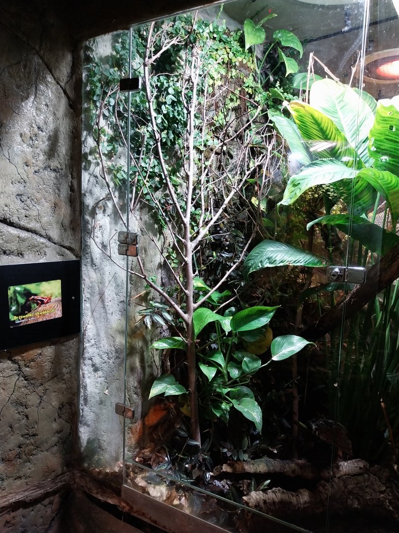 Reptile House - Anthonys poison-arrow frog exhibit
