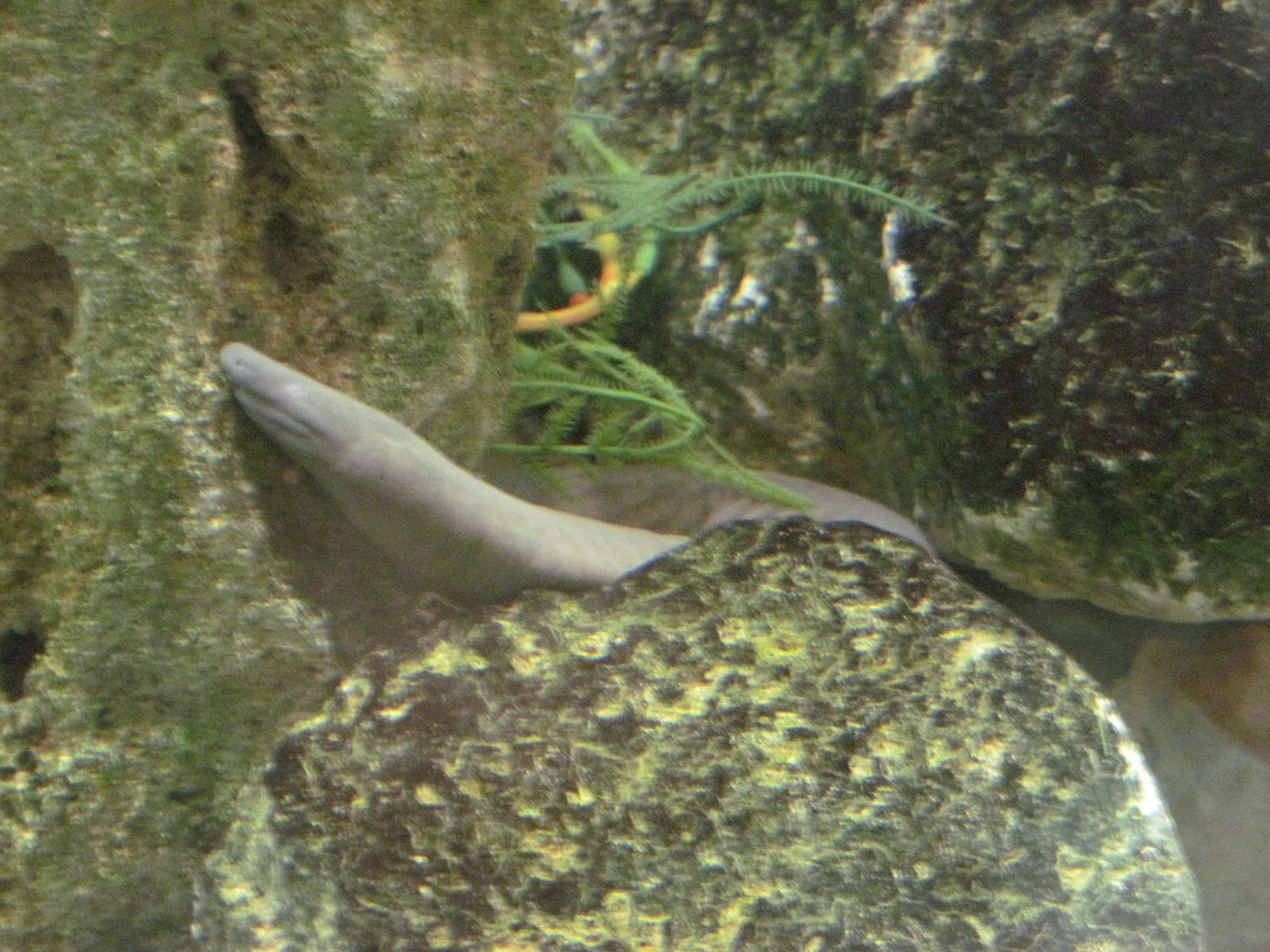 Reptile House-Aquatic Caecilian