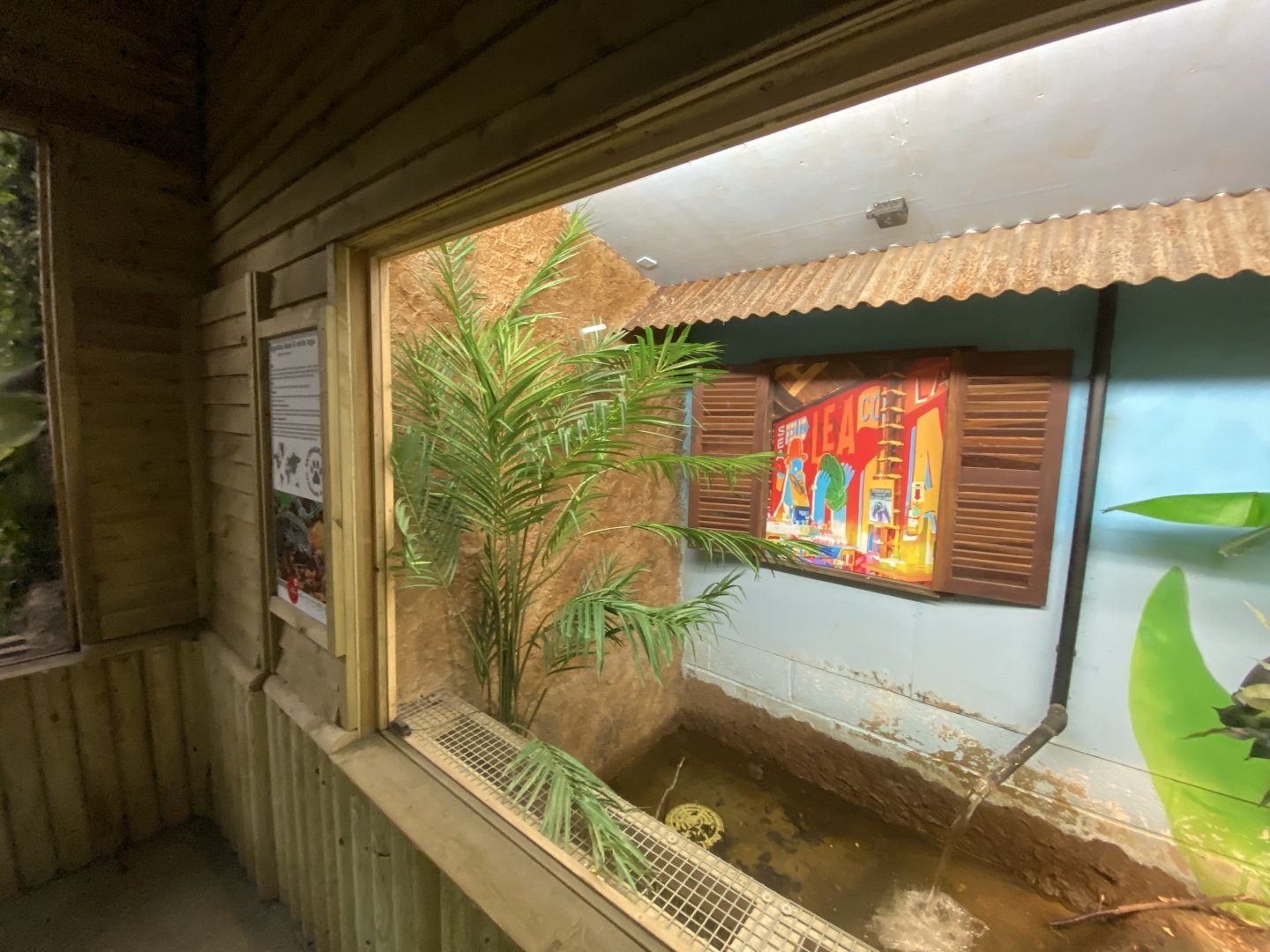 Reptile House - Argentine black/white tegu exhibit  030924