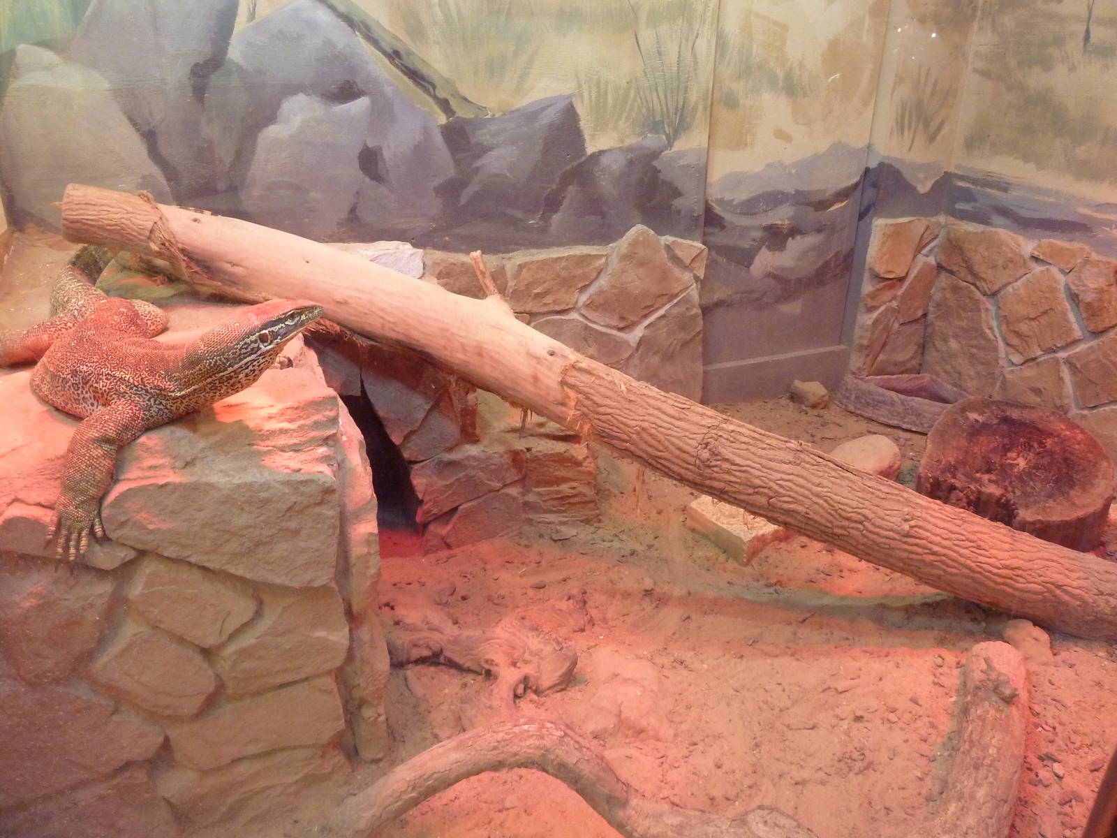 Reptile House - Argus Monitor Exhibit