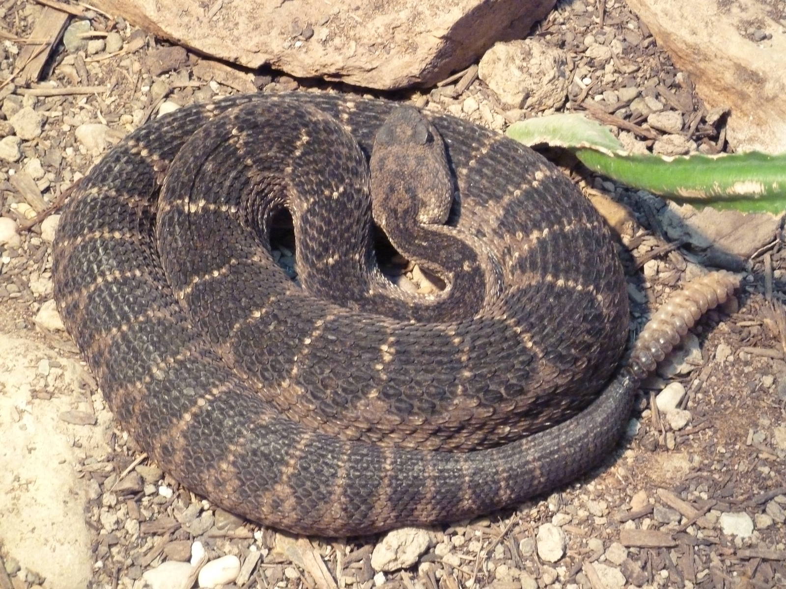 Reptile House - Arizona Black Rattlesnake
