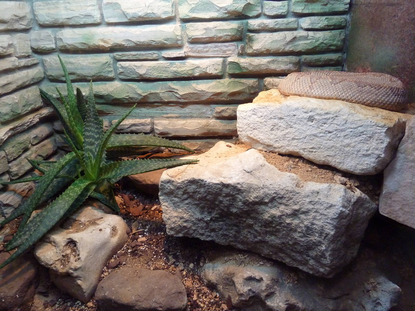 Reptile House - Aruba Island Rattlesnake Exhibit