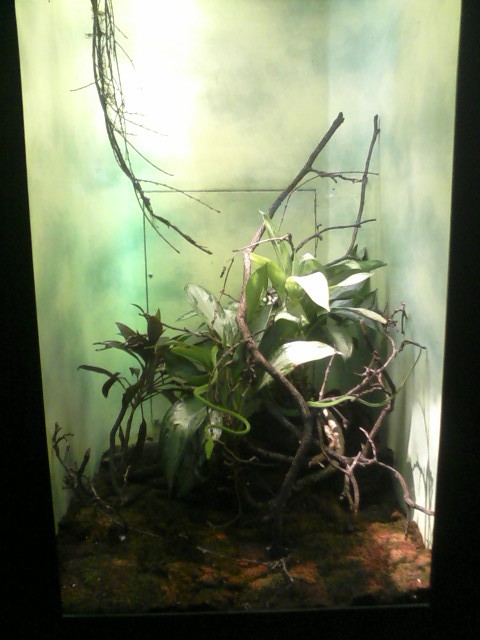 Reptile House- Asian Vine Snake exhibit