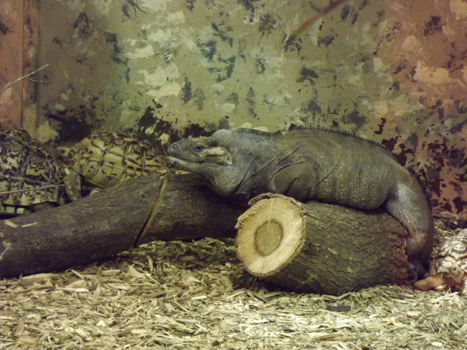 Reptile house at Blackpool Zoo 15/01/12
