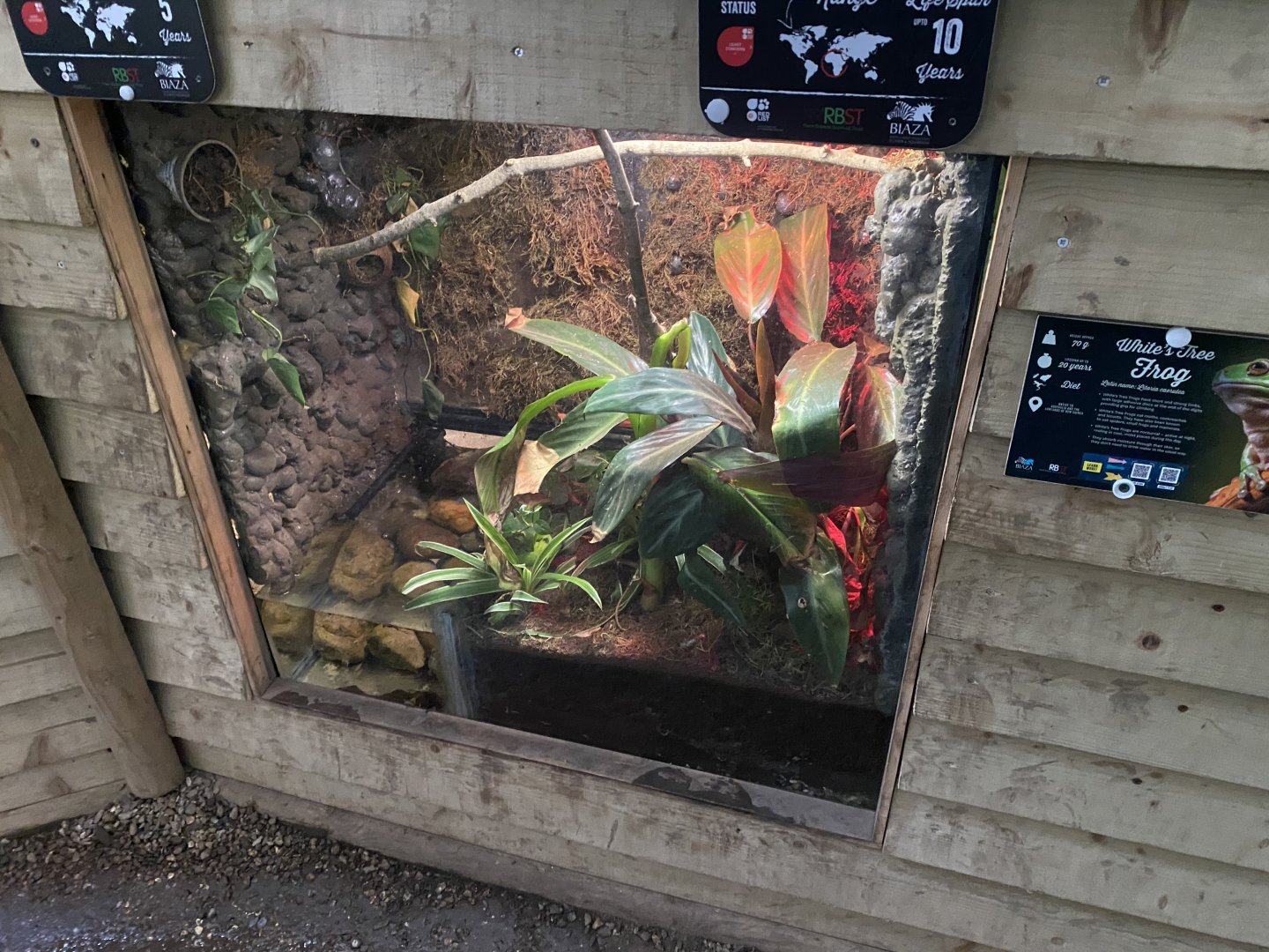 Reptile House - Australian green tree frog exhibit 130925