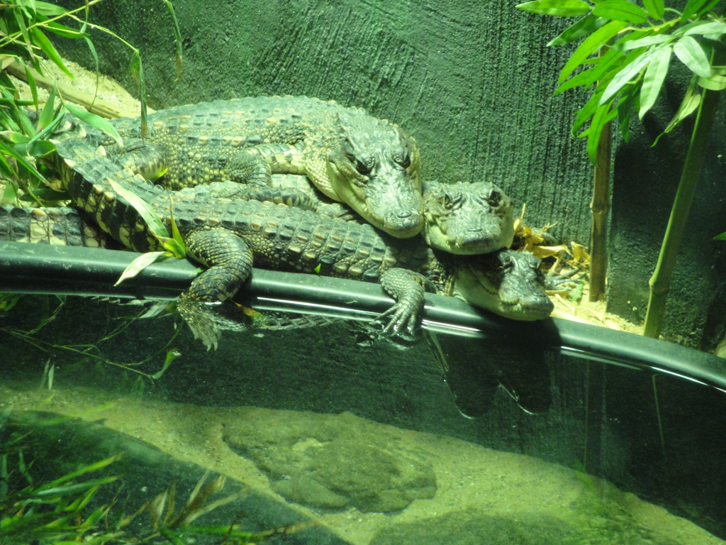 Reptile House - Baby Siamese Crocodiles