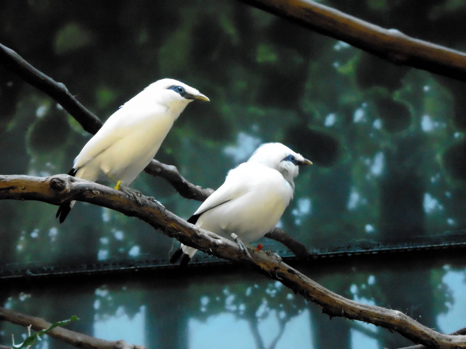 Reptile House - Bali Mynahs