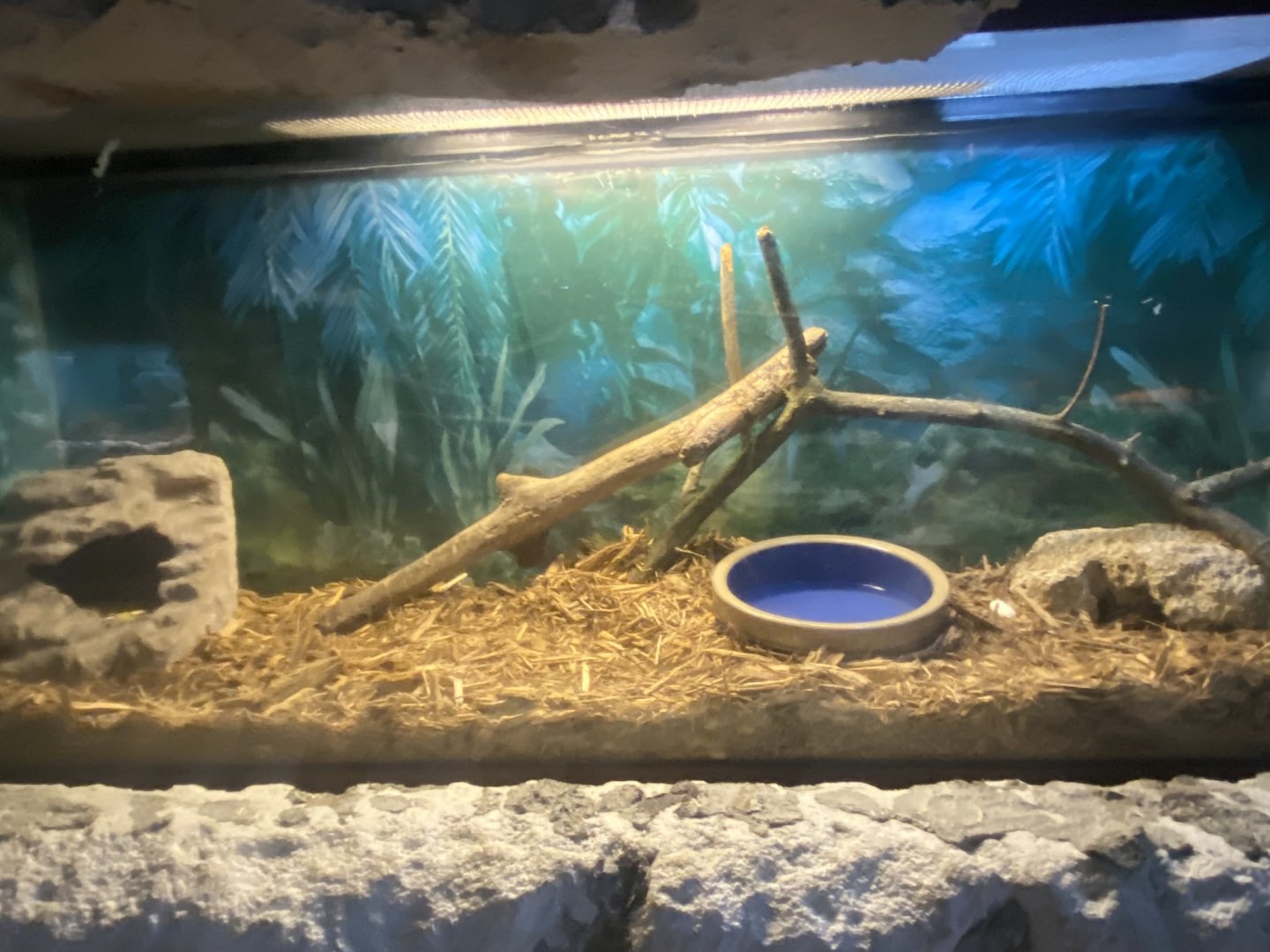 Reptile House - Ball Python Terrarium