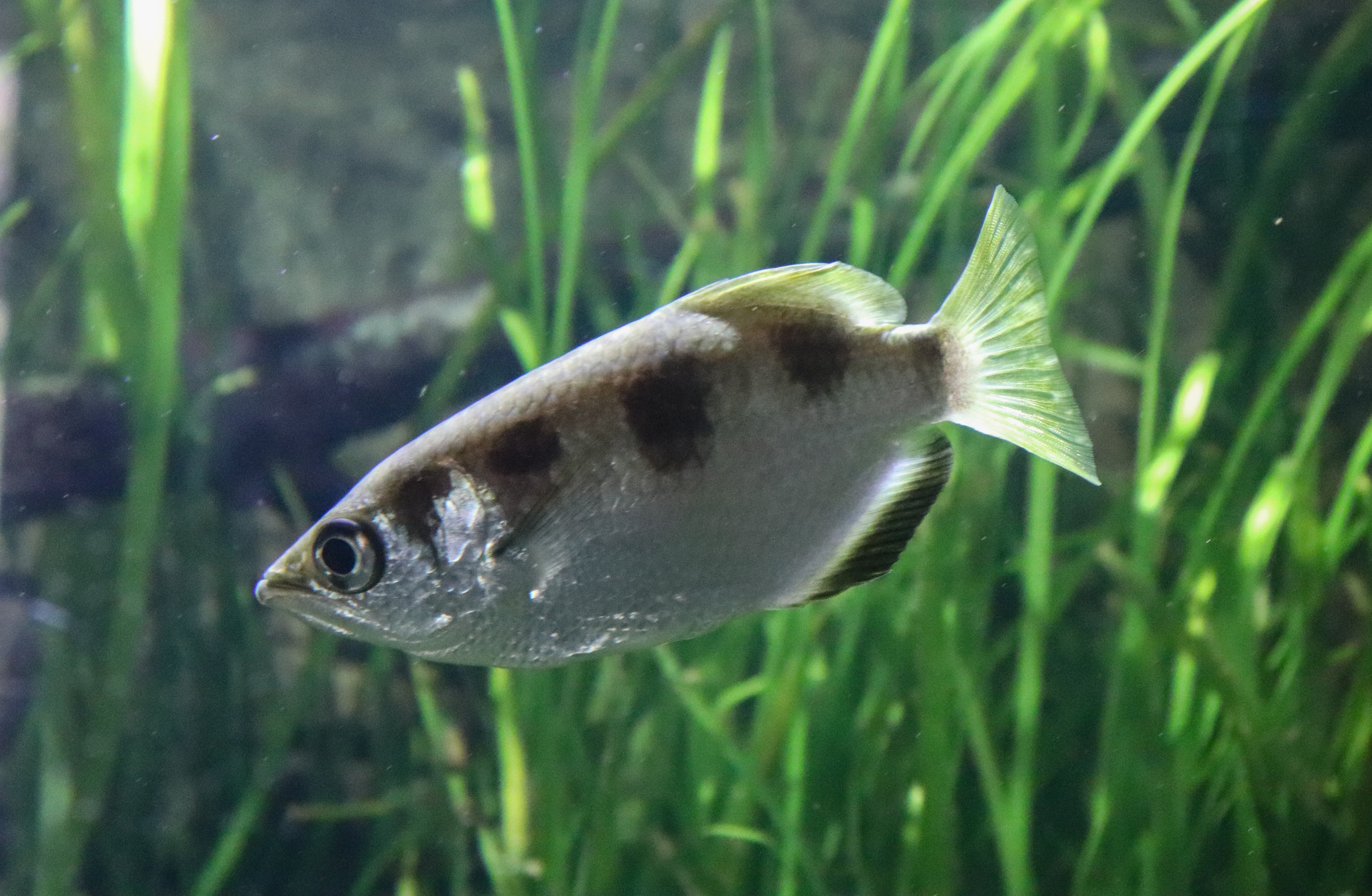 Reptile House - Banded Archerfish (Toxotes jaculatrix) - December 2018