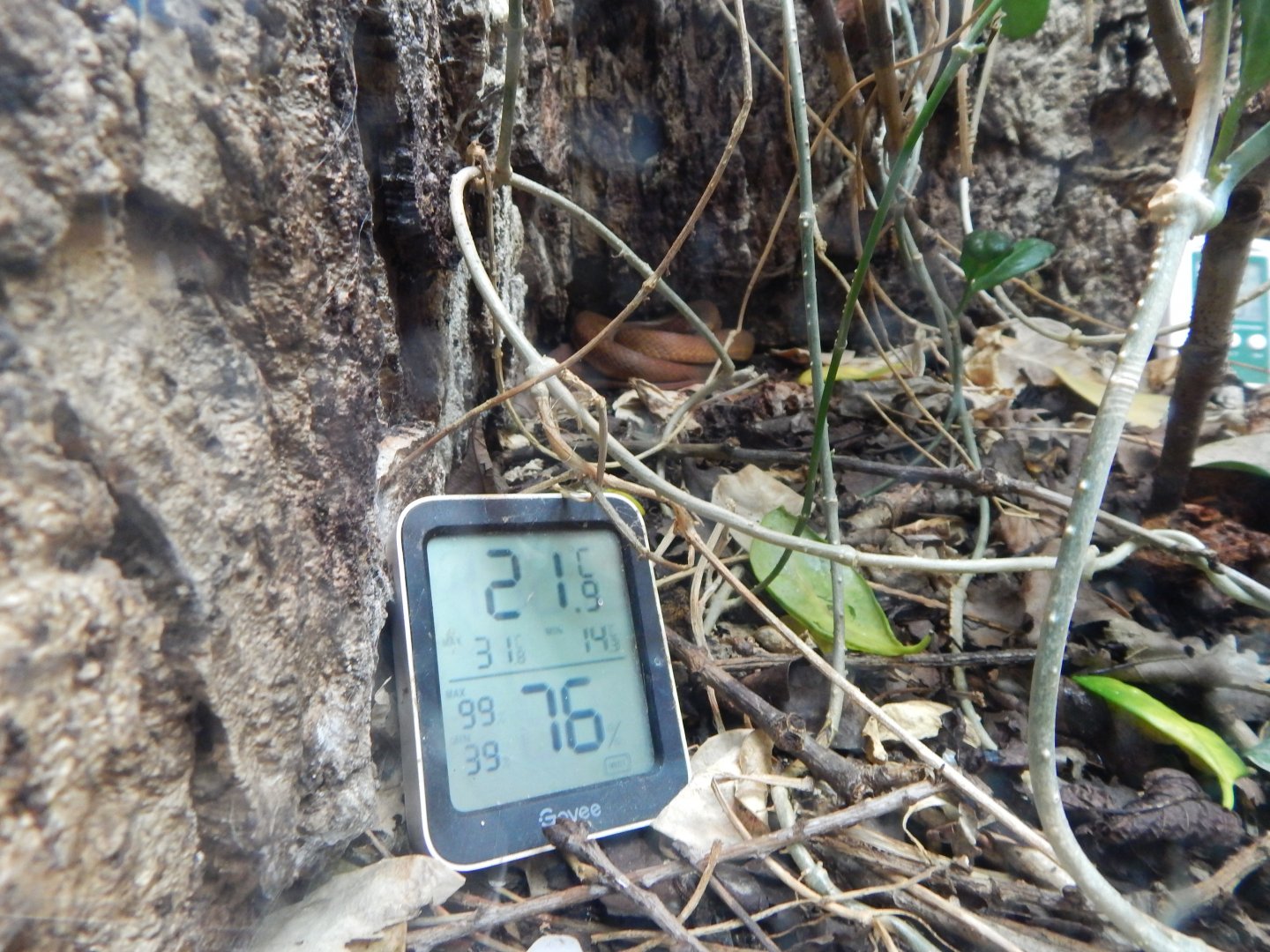 Reptile House - Banded egg-eating snake 040324