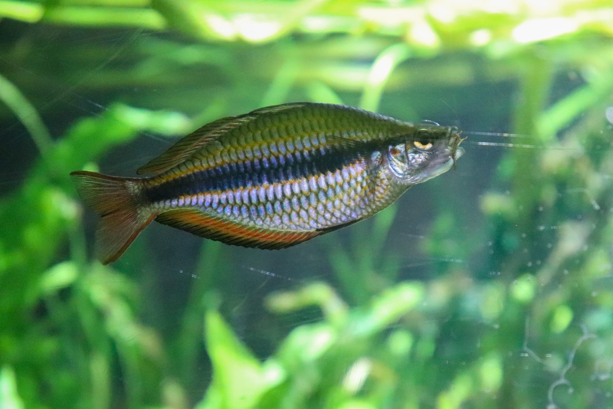 Reptile House - Banded Rainbowfish (Melanotaenia trifasciata) - December 2018