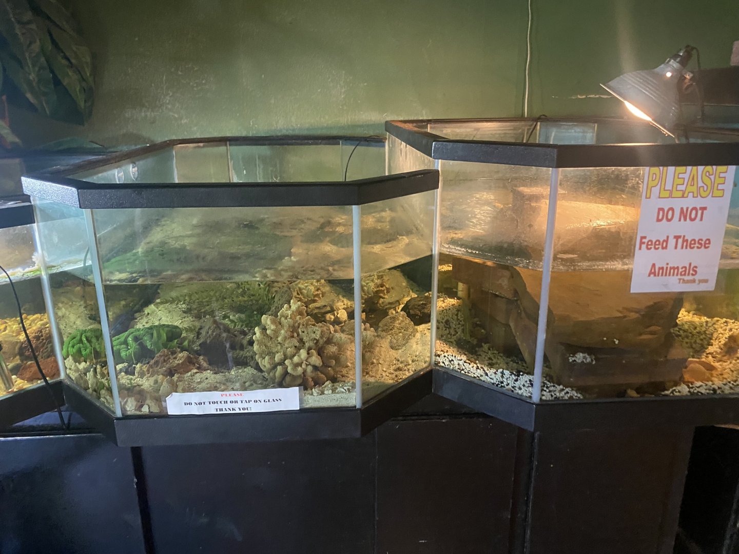 Reptile House - Barbour’s(?) Map Turtle Tanks