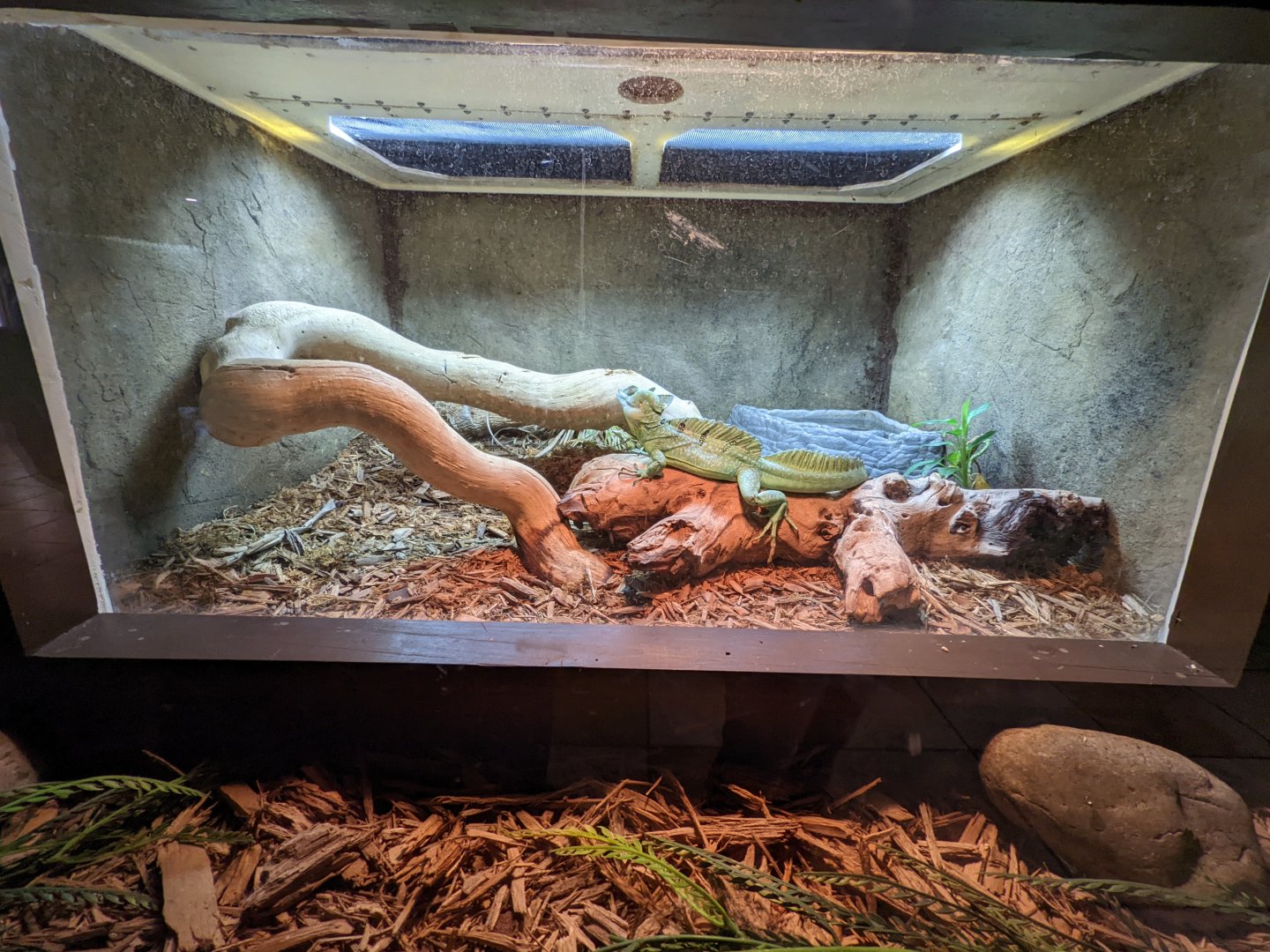 Reptile house - basilisk