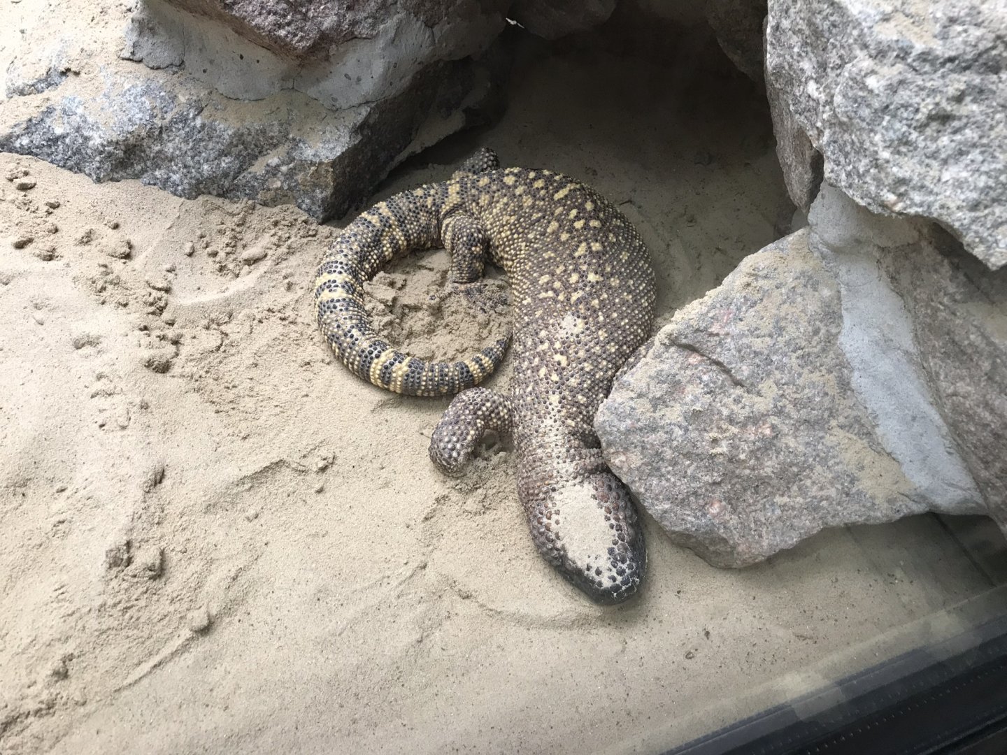 Reptile House - Beaded lizard 230619