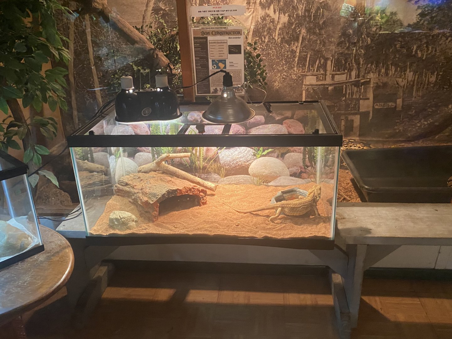 Reptile House - Bearded Dragon + Boa Constrictor Terrariums