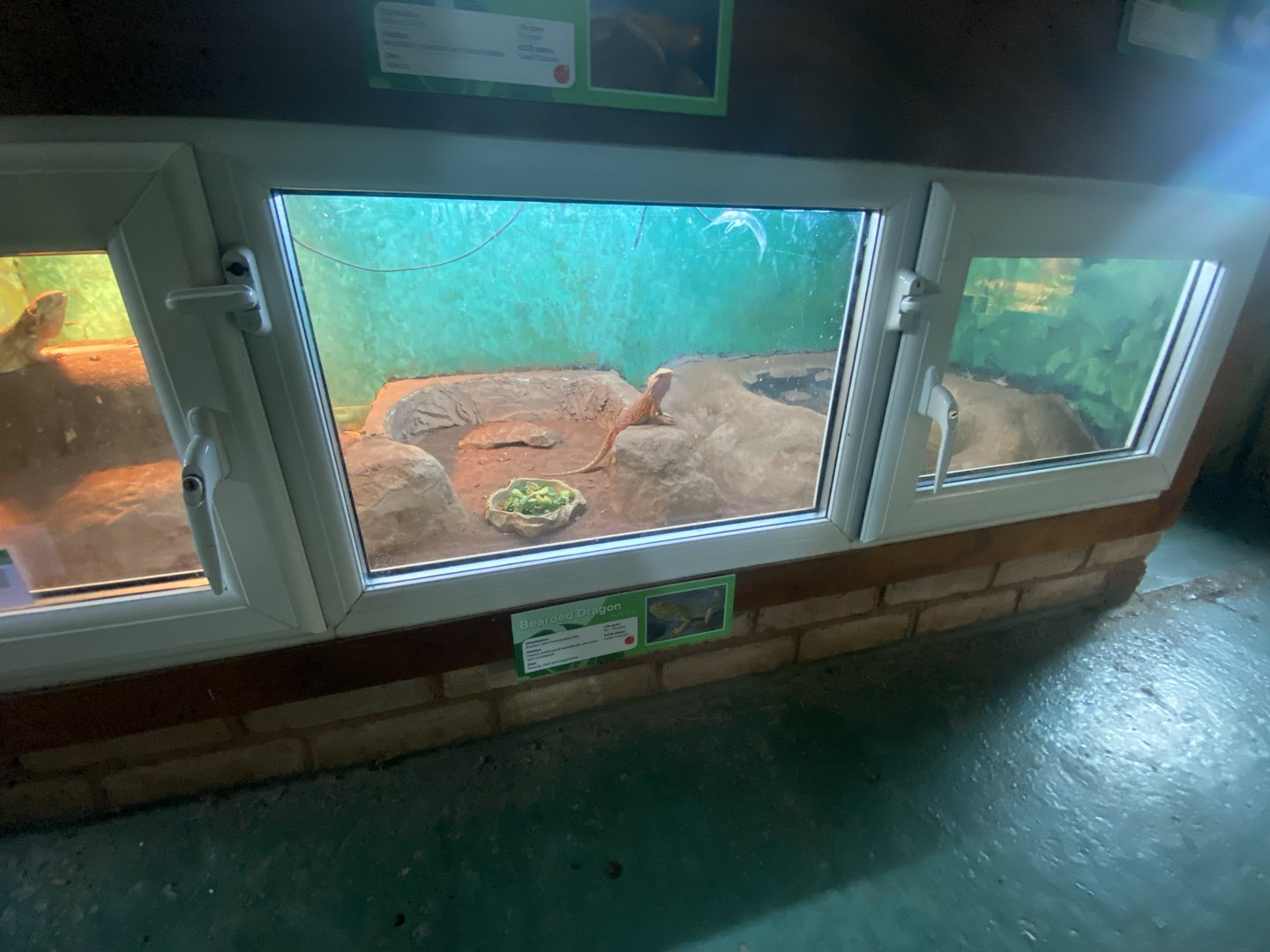 Reptile House - Bearded dragon exhibit 231022