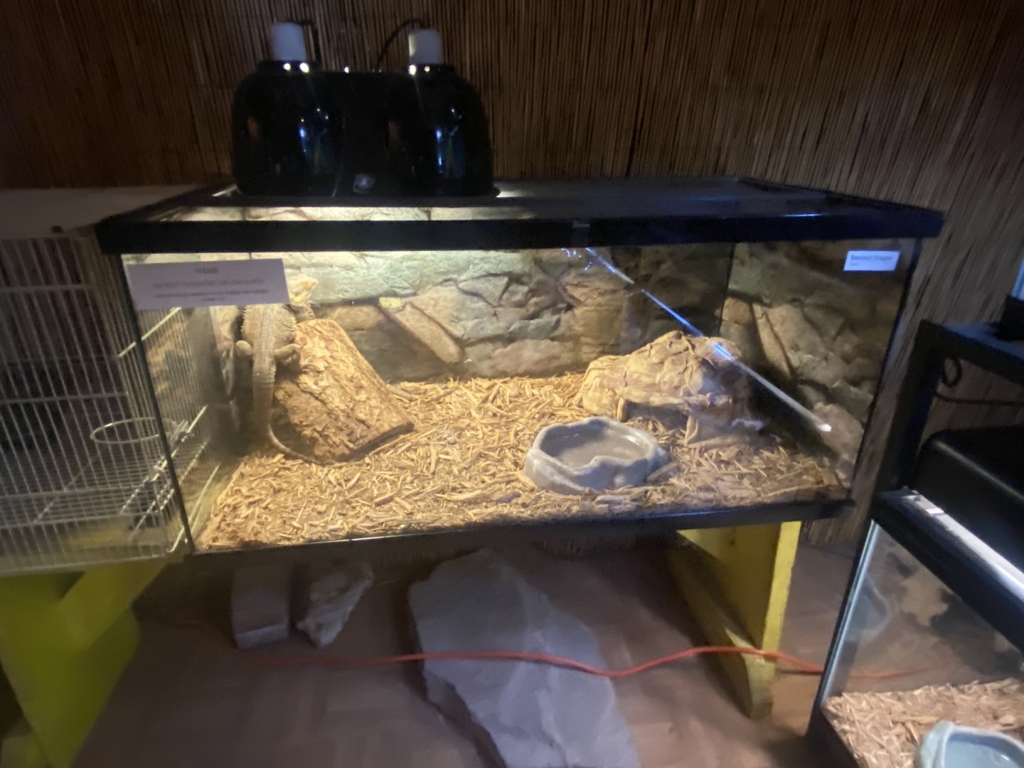 Reptile House - Bearded Dragon Terrarium